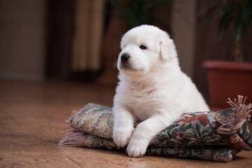 Cane da pastore maremmano abruzzese