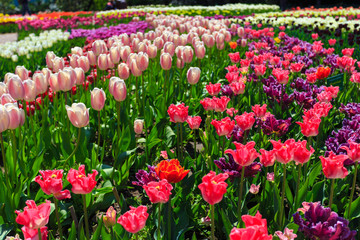 Closeup of pink tulips flowers with green leaves in the park outdoor.