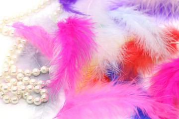 bird feathers in a different colors on a white background