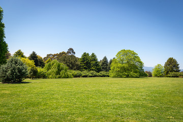 Obraz premium tree in a field