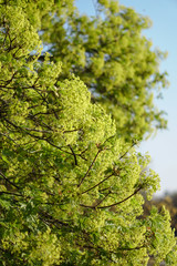 Beautiful spring green landscape with blurry background. Summer background for design.