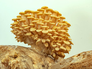 Growing light yellow tree fungi, / Pleurotus cornucopiae / at home. Cultivation in sacks containing wood chips. - 330721824