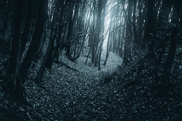 Naklejka premium dark magical forest path at night