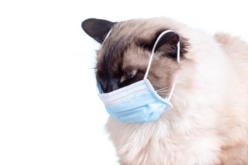 Mask coronavirus covid 19 flu,  cat.