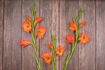 Beautiful orange Gladiolus flower on wooden background