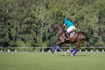 Horse polo player hit the ball with a mallet in action. Profile side view