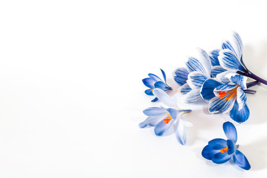 Blue Flowers Crocuses On A White Background
