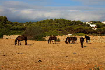 Fototapeta na wymiar Es Migjorn Gran, Menorca / Spain - June 25, 2016: Horses in a field near Es Migjorn Gran, Menorca, Balearic Islands, Spain