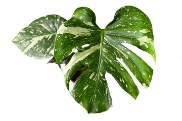 Leaf close up of exotic white sprinkled rare variegated tropical 'Monstera Deliciosa Thai...