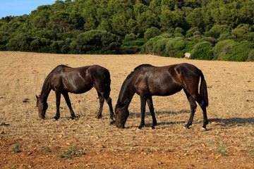 Es Migjorn Gran, Menorca / Spain - June 25, 2016: Horses in a field near Es Migjorn Gran, Menorca, Balearic Islands, Spain