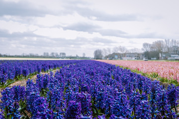 Floral spring background. Purple hyacinths, traditional easter flowers, easter background...