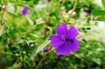 シコンノボタン
