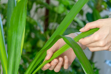 girl's hands close up touch, examine the leaves of the Yucca houseplant . care of indoor flowers.