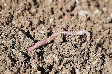 organic earthworm, earthworm useful for soil, earthworm,