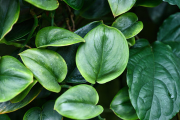 Tropical 'Scindapsus Treubii Moonlight' house plant leaves with light silver markings