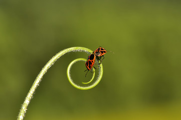 Pairless bugs inhabiting wild plants, macro close-up