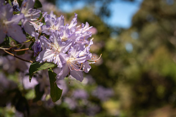 flowers in spring