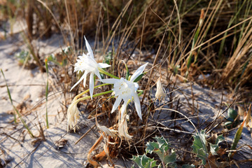 Es Trenc, Majorca / Spain - August 25, 2016: Flowers at Es Trenc beach, Colonia de Sant Jordi, Mallorca, Balearic Islands, Spain.