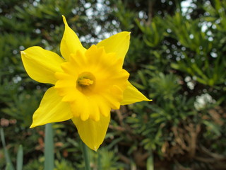 生垣の前に咲く喇叭ズイセン