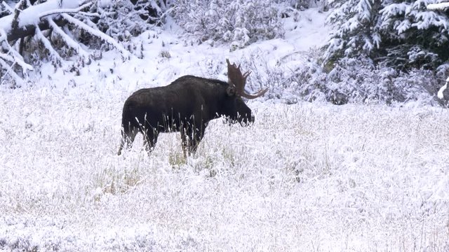 a bull moose shakes snow off his antlers at yellowstone national park in wyoming, usa
