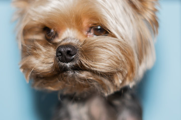 Yorkshire Terrier dog on a blue background close-up