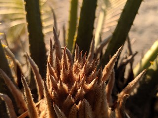 Naklejka na ściany i meble Amazing Pine Plant Shining with sunlight