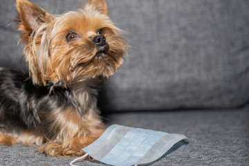 Dog Yorkshire Terrier in a medical mask. Coronavirus, epidemic in the world, covid-19