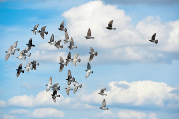 Tauben im Flug