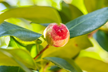 Camellia japonica, sometimes called as a rose of winter, flowers at early spring