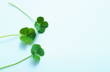 よつ葉クローバー　幸運　屋内