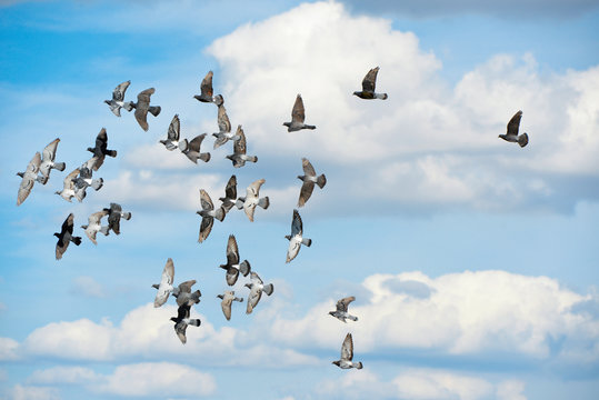 Tauben im Flug