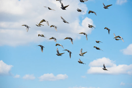 Tauben im Flug