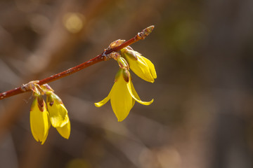 Yellow forsythia flower is a symbol of spring