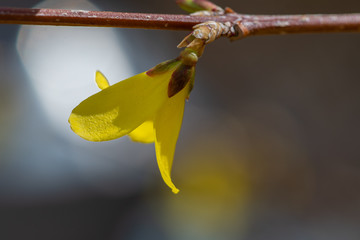 Yellow forsythia flower is a symbol of spring