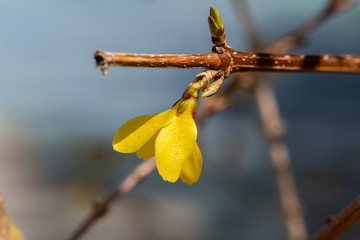 Yellow forsythia flower is a symbol of spring