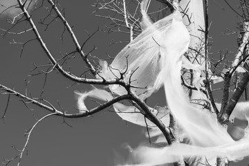 Carelessly thrown away agricultural pastic sheets landed in a tree after windy weather