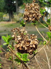 公園の涸れ紫陽花と若葉
