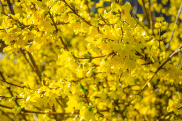 Forsythia is a spring flowering shrub with yellow flowers.