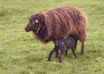 Ouessant sheep ewe giving milk to a new born lamb