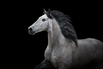 Obraz na płótnie Canvas Horse isolated on black