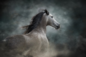 Fototapeta na wymiar White horse portrait with long mane on dark background