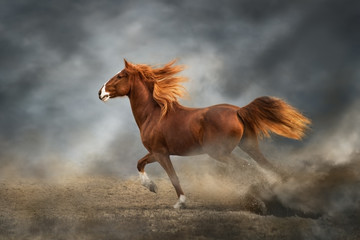 running horse running