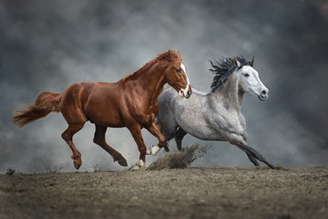 Fototapeta na wymiar Horses run in dust