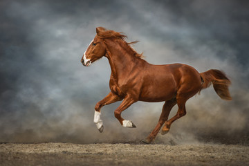 horse runs gallop in a field