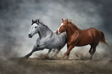 Horses run in dust