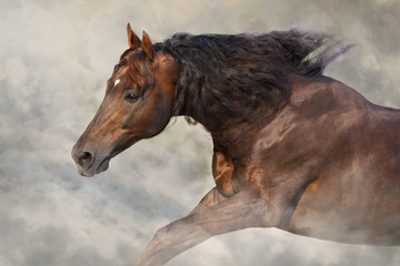 Fototapeta premium horse in winter