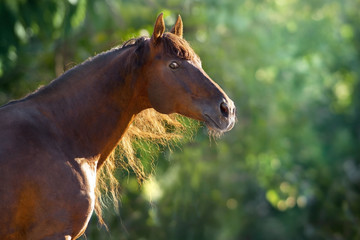 Red horse with long mane