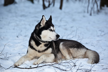 Dog breed Siberian Husky lies in the snow in the forest