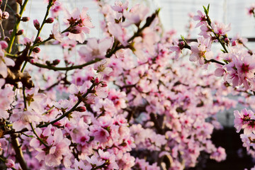 In winter, the peach trees were covered with peach blossoms