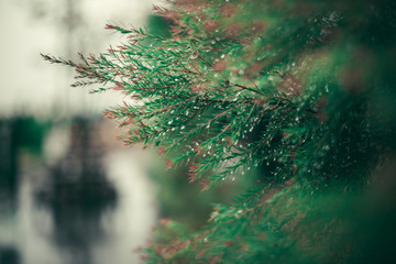 Water droplets at the top of the leaves during the rainy season